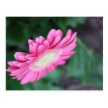 pretty gerbera flower postcard postcards