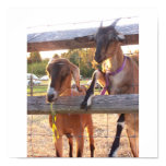 Pretty Goats