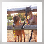 Pretty Goats Posters