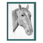 Pretty horse pencil drawing equine art postcard