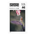 pretty  hummingbird stamp