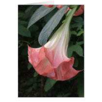Pretty in Pink Greeting Cards