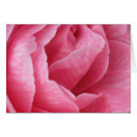 Pretty in Pink Cards