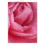 Pretty in Pink Greeting Cards