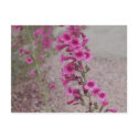 pretty in pink flowers postcard