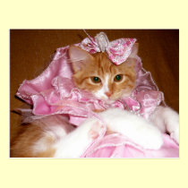 Pretty in Pink Kitten Postcard postcards