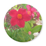 Pretty in Pink Refrigerator Magnet Pretty in Pink Refrigerator Magnet