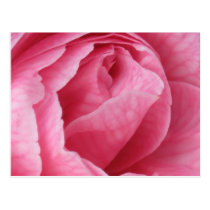 Pretty in Pink postcards