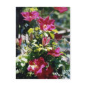Pretty in Pink postcards by Priscilla48 Pretty in Pink postcards