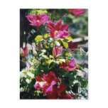 Pretty in Pink Post Card