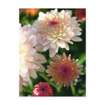 Pretty in Pink postcards by lioneyes Pretty in Pink postcards