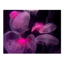 Pretty in Pink Postcard