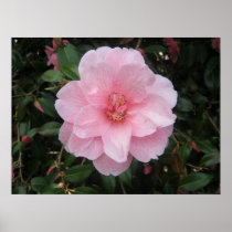 Pretty in Pink posters