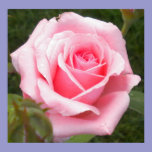 Pretty In Pink Rose Poster posters