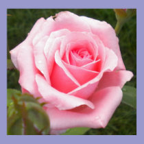 Pretty In Pink Rose Poster posters