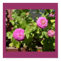 Pretty In Pink Zinnia's posters by pammys Pretty In Pink Zinnia's posters