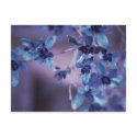 Pretty In Purple Postcard