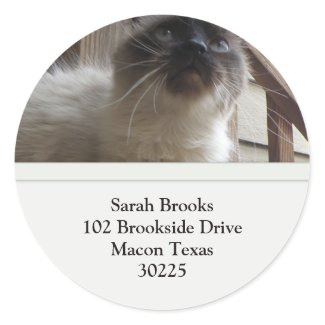 Pretty Kitty Address Labels sticker