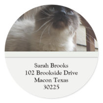 Pretty Kitty Address Labels stickers by KELLBELL535 Pretty Kitty Address Labels stickers