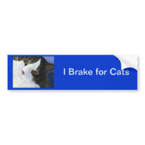 Pretty Kitty Bumper Sticker
