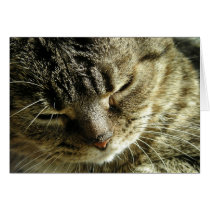 Pretty Kitty Greeting Cards