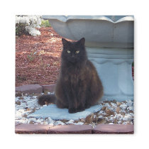 Pretty Kitty Magnet by KELLBELL535 Pretty Kitty Magnet