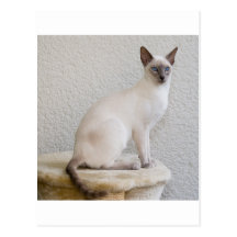 Pretty kitty postcards
