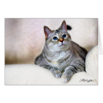 Pretty Kitty, Zilla cards by AnnaWight Pretty Kitty, Zilla cards