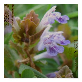 Pretty Little Henbit print