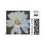 Pretty Magnolia Centennial  Bloom Stamps