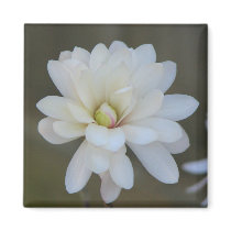 Pretty Magnolia Centennial magnets
