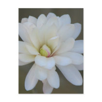 Pretty Magnolia Centennial postcards