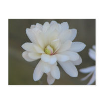 Pretty Magnolia Centennial postcards