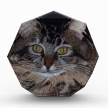 Pretty Maine Coon Cat Award