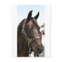 Pretty mare postcards by kathiscc Pretty mare postcards