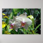 Pretty Orchids Poster