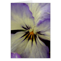 Pretty Pansy Greeting Cards
