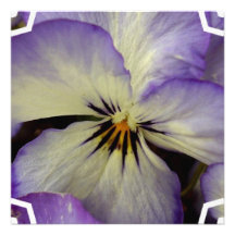 Pretty Pansy Invitations
