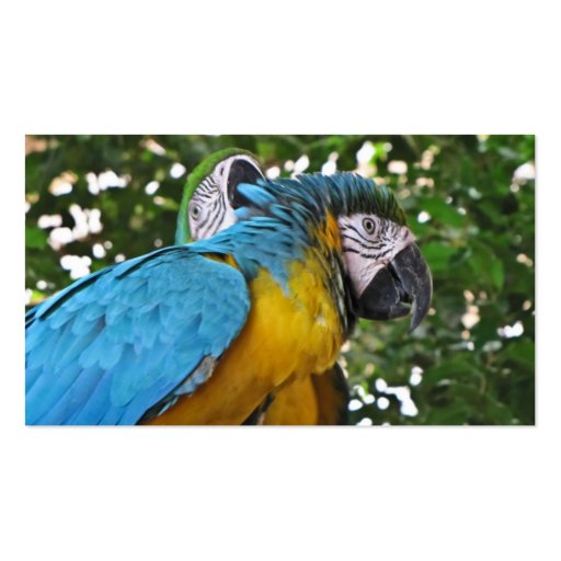 Pretty Parrots Business Card