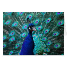 Pretty Peacock Greeting Card
