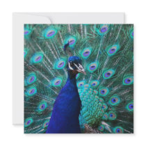Pretty Peacock Invitations