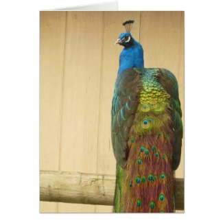 Pretty Peacock on Fence card