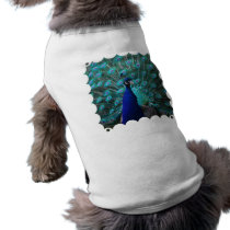 Pretty Peacock Pet Shirt