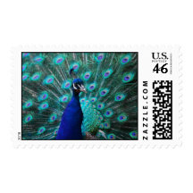Pretty Peacock Postage Stamp