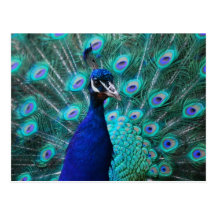 Pretty Peacock Postcard