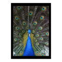 Pretty Peacock posters by kimboj1 Pretty Peacock posters