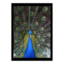 Pretty Peacock posters by kimboj1 Pretty Peacock posters