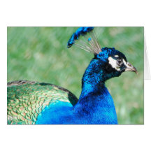 Pretty Peafowl  Greeting Card