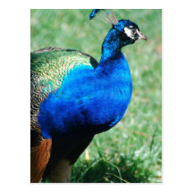 Pretty Peafowl  Postcard
