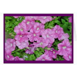 Pretty Petunias Cards